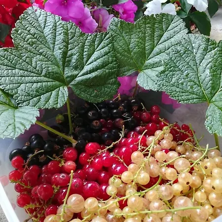 Il Burlino Farm stay