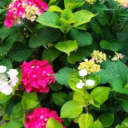 팜스테이 Il Burlino