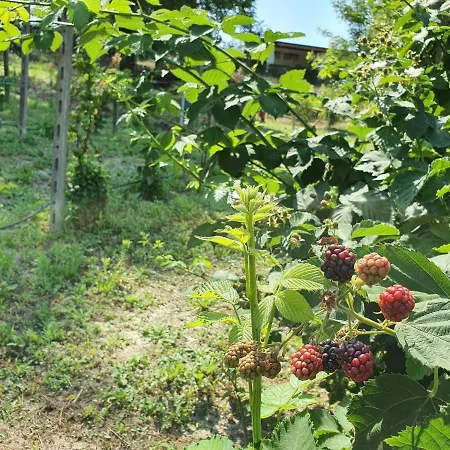 Alojamento de Turismo Rural Il Burlino