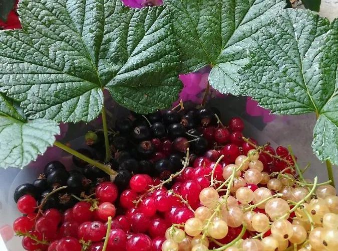 Il Burlino ファームステイ