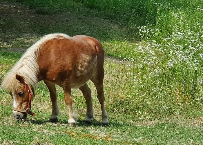 בית חווה Il Burlino *
