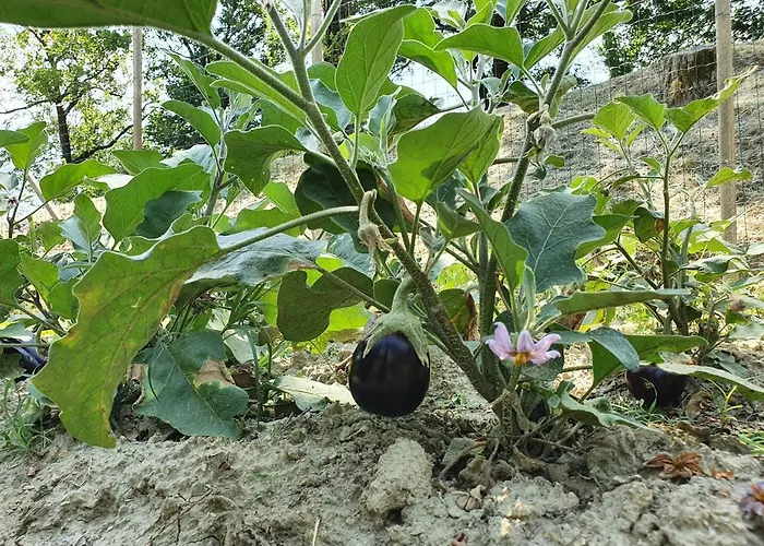 בית חווה Il Burlino Lerma